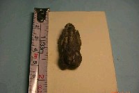 藏品(魚骨)的圖片